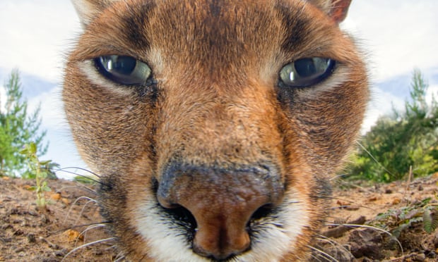 A close up of a caracal lynx’s face