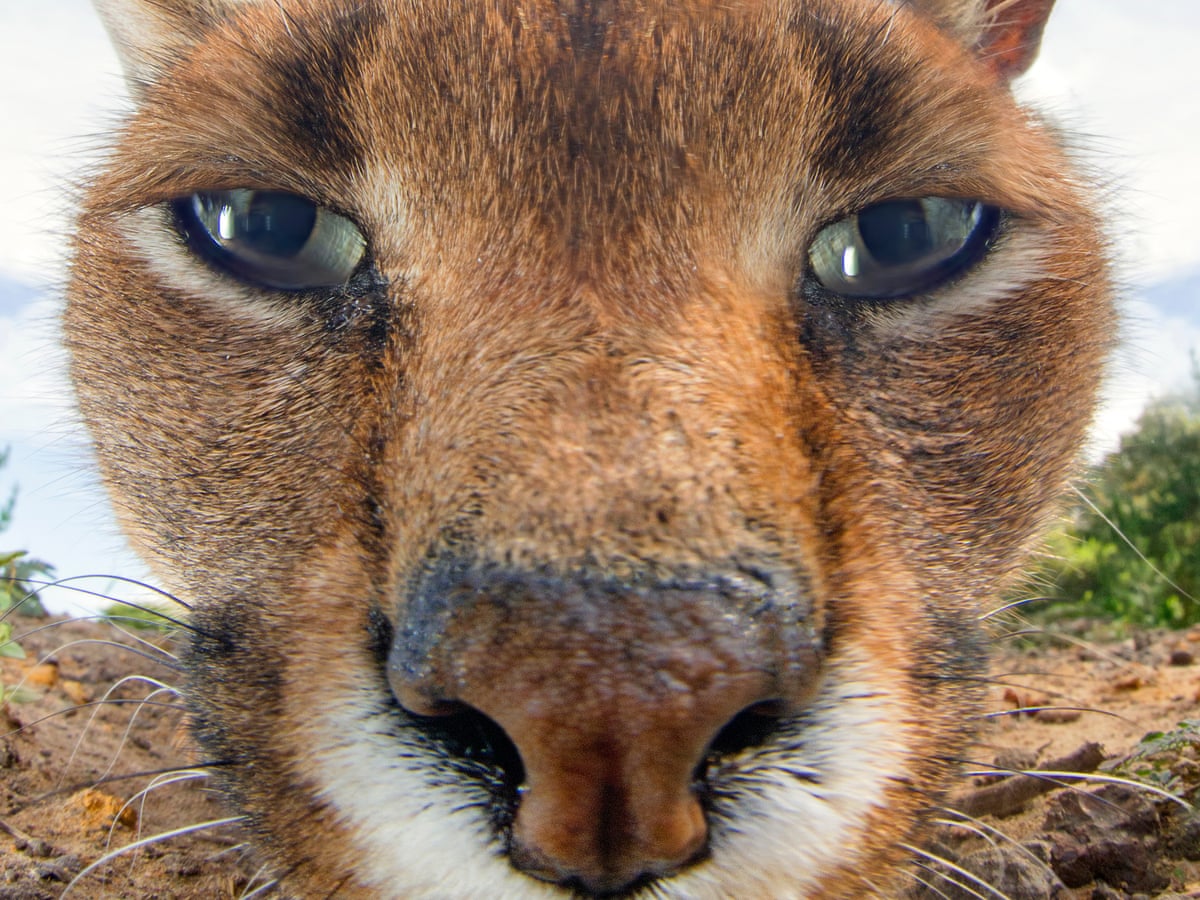 Eye shape reveals whether an animal is predator or prey, new study ...