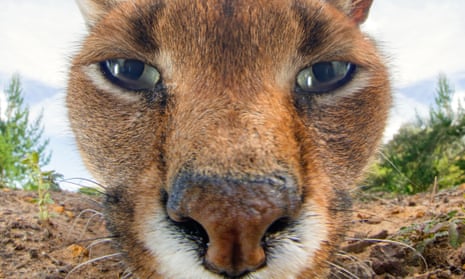 Eye shape reveals whether an animal is predator or prey, new study shows |  Zoology | The Guardian