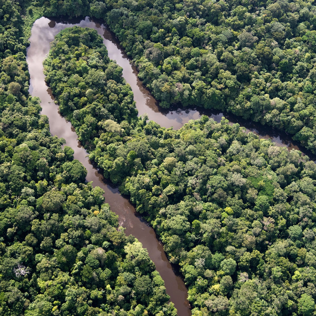 World S Great Forests Could Lose Half Of All Wildlife As Planet Warms Report Trees And Forests The Guardian World S Great Forests Could Lose Half Of All Wildlife As Planet Warms Report Trees And Forests The Guardian