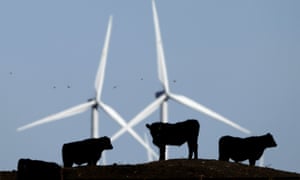 Cattle graze in a pasture against a backdrop of wind turbines which are part of the 155 turbine Smoky Hill Wind Farm near Vesper, Kan.