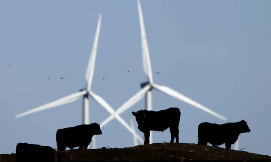 Cattle graze in a pasture against a backdrop of wind turbines which are part of the 155 turbine Smoky Hill Wind Farm near Vesper, Kan.