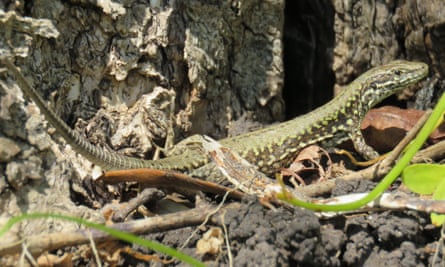 Common wall lizards in the sun