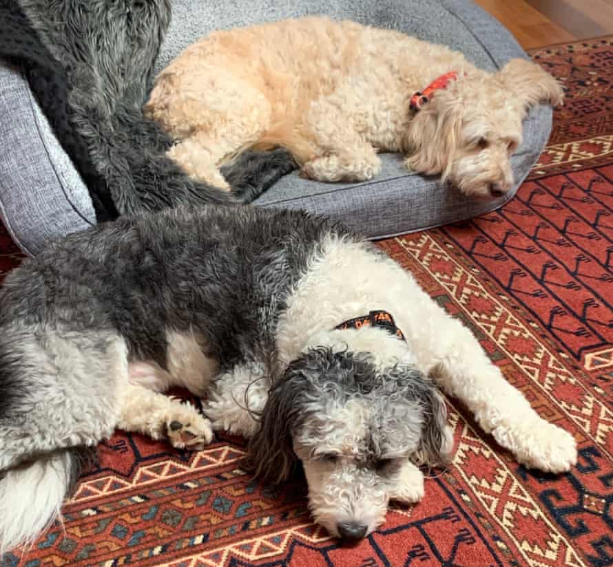 Marley and Jack.