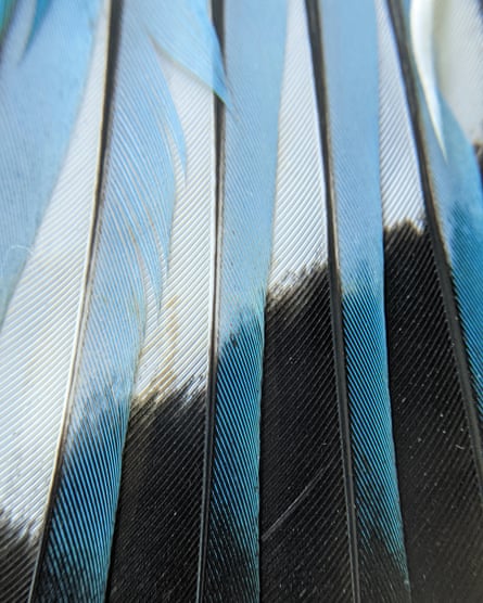 Close-up of a white-throated kingfisher’s feathers