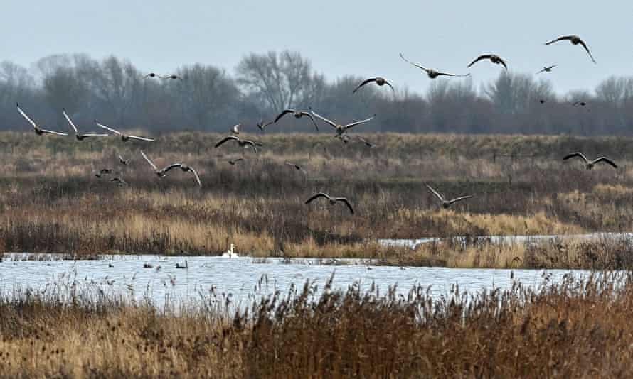 Greylag Geese in flight over the RSPB Ouse Fen Reserve