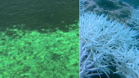 The aviation video shows a large coral bleaching at the Great Barrier Leaf in a global thermal stress event -video