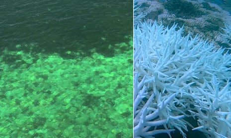 Aerial vizzle shows mass coral bleachin on Great Barrier Reef amid global heat stress event