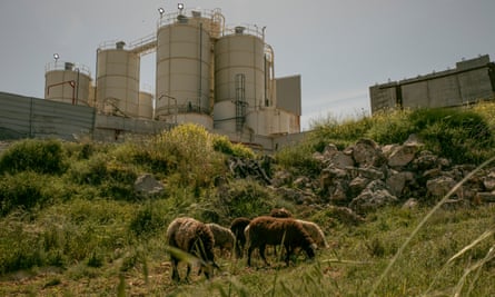 Sheep graze in front of a cement plant in the background