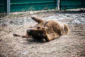 The bison act as ‘ecosystem engineers'. Rolling around in dust baths helps create more open ground.