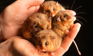 Mountain pygmy possums at Healesville Sanctuary, Victoria, Australia. These critically endangered creatures have been christened 'Orbit', 'Fraggle', 'Licorice' and 'Spring' and have been born as part of a captive breeding program. Photo by Robert Leeson