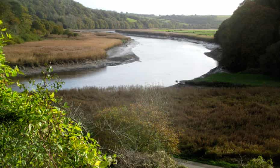 The River Tamar ebbing between mud banks and reed beds, Cornwall.