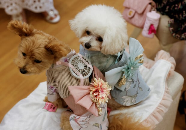 Two small dogs sitting on a cushion wearing vests with small battery-powered fans attached to the back