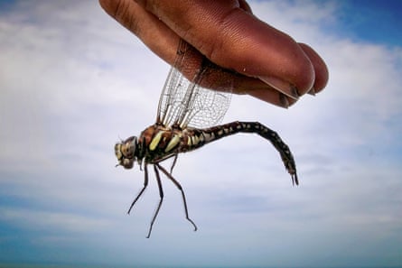 A hand holding a dragonfly by its wings