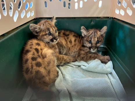 The cubs at Oakland zoo have been named Maple and Willow.