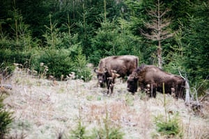 Two big bison stand on a hillside