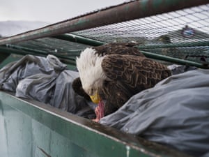 This photograph of a bald eagle eating meat scraps in the bins of a supermarket in Dutch Harbor was awarded the first prize in the Nature singles category in the World Press Photo awards.