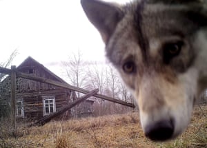 A wolf looks into the camera at the the Chernobyl nuclear site in the abandoned village of Orevichi, Belarus.
