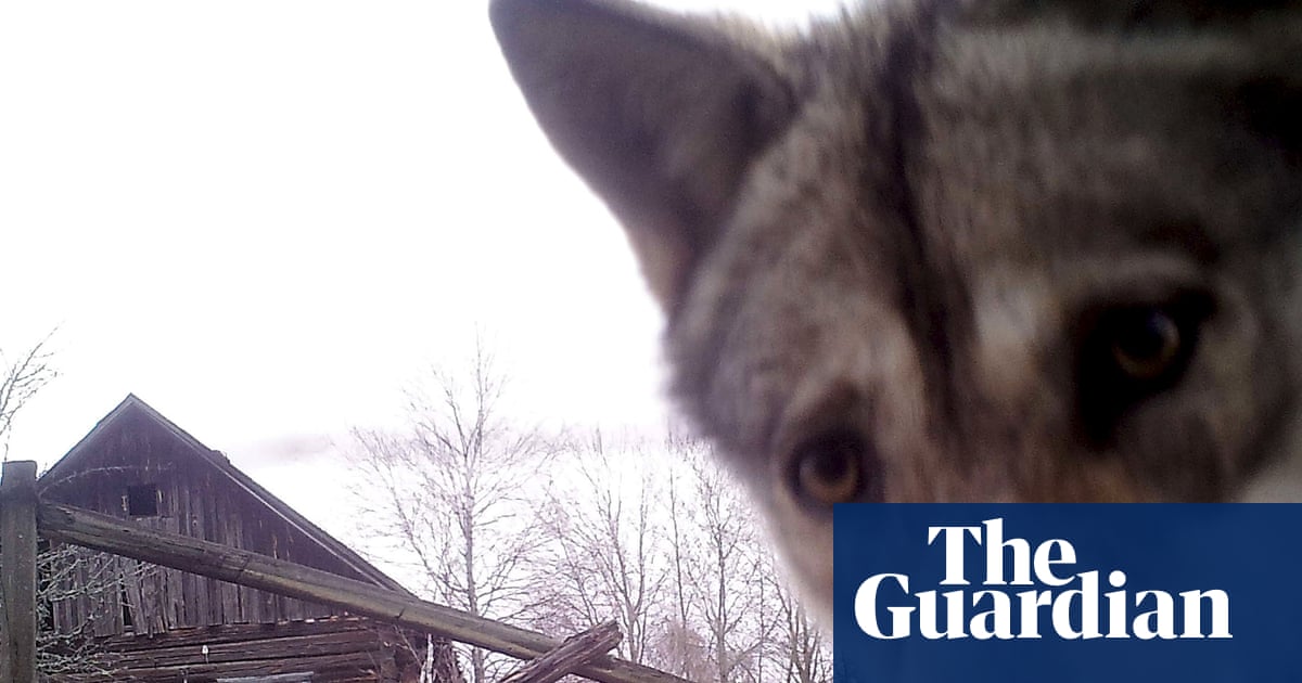 The no-go zone paradox: Chornobyl’s wildlife thrives amid pro-nuclear shift