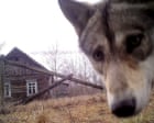 The no-go zone paradox: Chornobyl’s wildlife thrives amid pro-nuclear shift