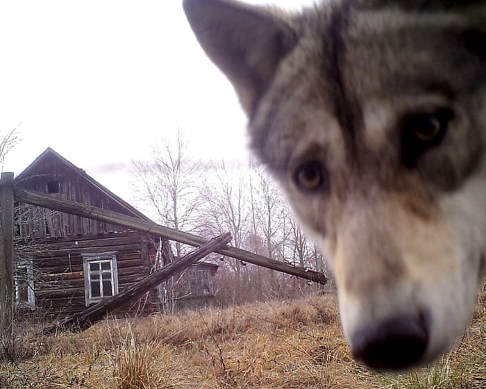 The no-go zone paradox: Chornobyl’s wildlife thrives amid pro-nuclear shift