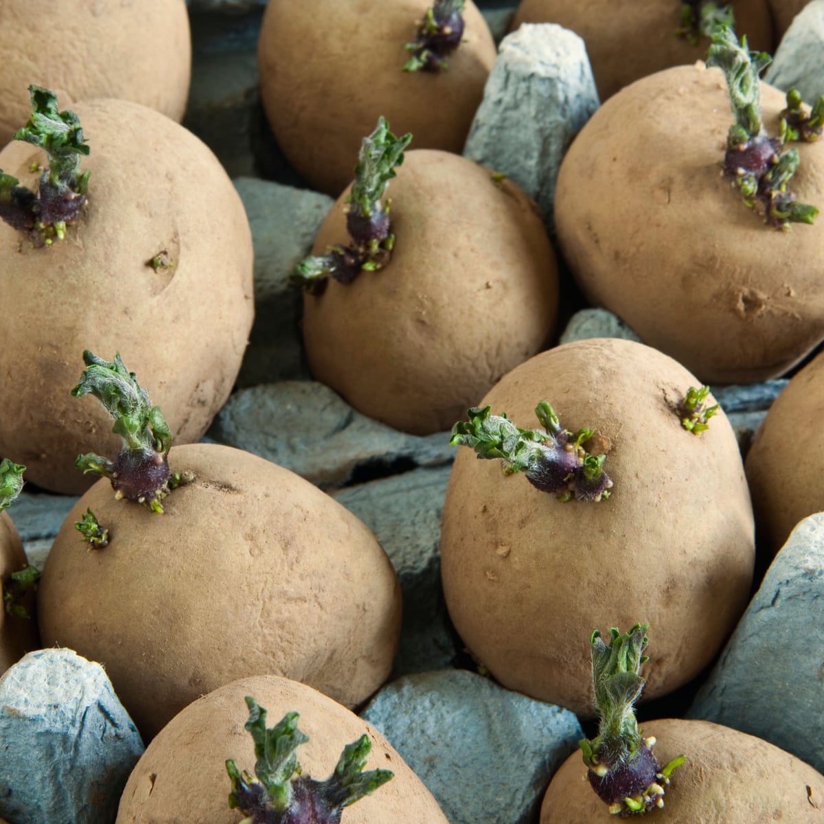 How To Get The Best Harvest From Seed Potatoes Gardening Advice