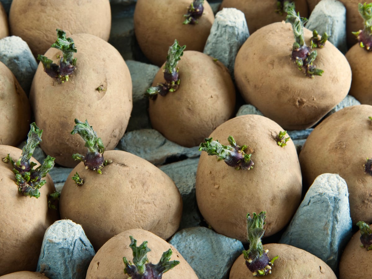 How To Get The Best Harvest From Seed Potatoes Gardening Advice The Guardian How To Get The Best Harvest From Seed Potatoes Gardening Advice The Guardian