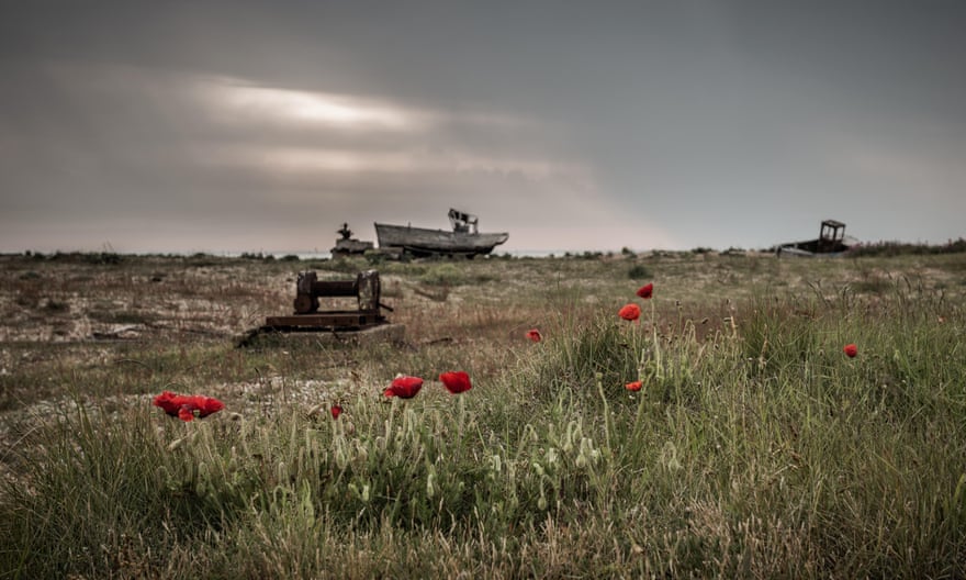 Poppies growing at Dungeness among old boats and machinery.