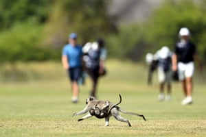 Um macaco e uma criança atravessam o campo durante o quarto dia do SDC Open no Zebula Golf Estate & Spa em Bela-Bela, Limpopo, África do Sul