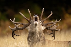 A stag with a large 18-point set of antlers bellows