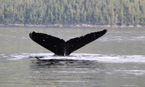 Image of a whale's tail coming out of water