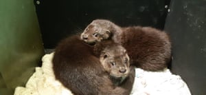Um par de lontras órfãs em um local no rio Aire em Yorkshire, Inglaterra