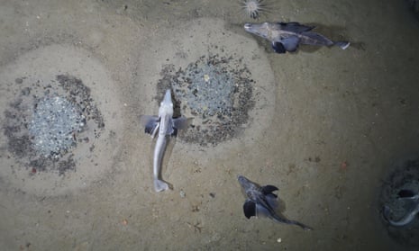 Icefish on the Weddell seabed.