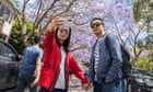 Purple reign: the irresistible allure of Australia's jacarandas - in pictures