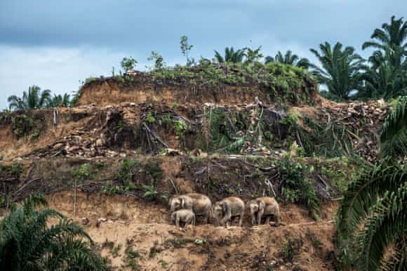 Palm-oil Survivors by Aaron Gekoski, category winner for Wildlife Photojournalist: Single image.