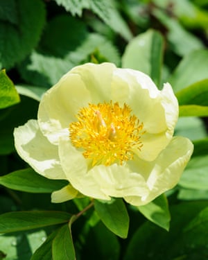 Echando raíces: la transformación de un jardín de la granja 5 A Molly The Witch Peony, which came from Dan’s Peckham garden.