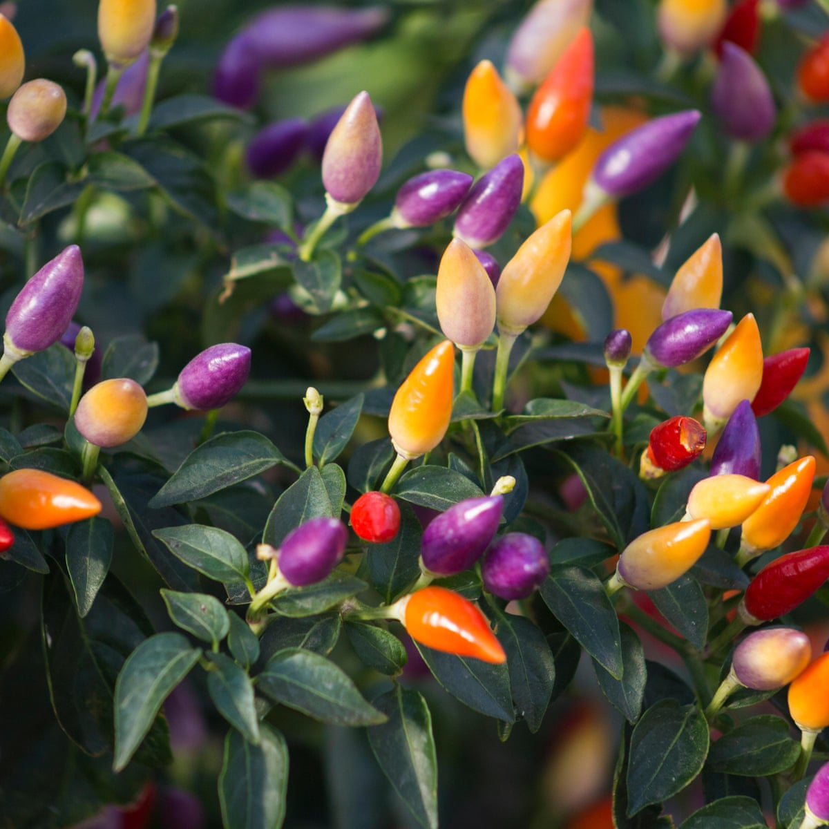 Small chillies which pack a huge punch   Gardening advice   The ...