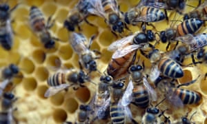 Bees on a honeycomb