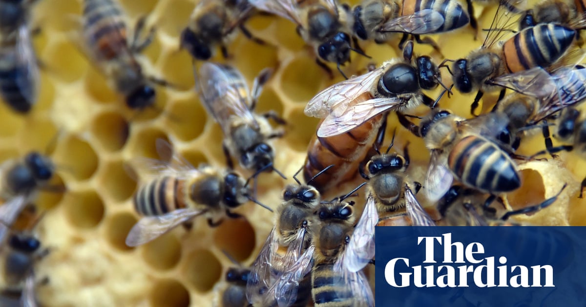 Brussels failing to protect bees, says watchdog