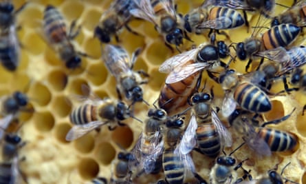 Bees on a honeycomb in in Nantes, France