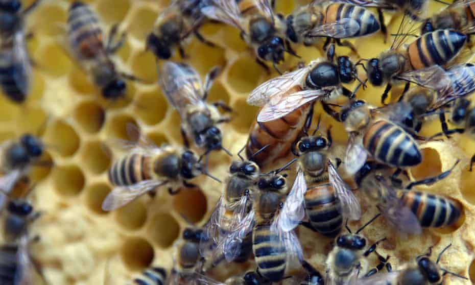 Woolworths has joined other companies to stop selling the pesticide linked to declines in bee populations.