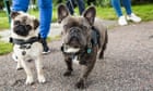 ‘Bulging skulls and protruding eyes’: Ten features dog owners should avoid