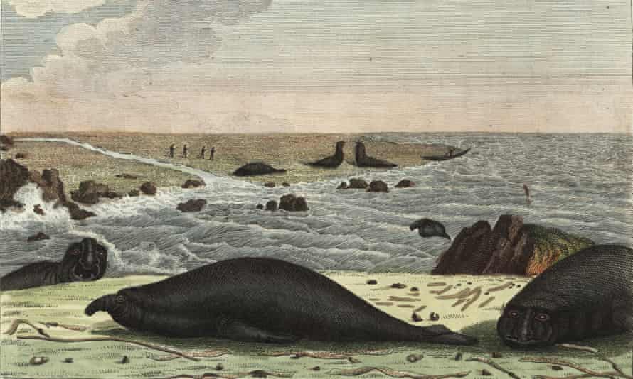 'On Kerguelen Island, 2,600 miles below Australia, a bull elephant seal inflates its 15-inch snout in a lusty roar'