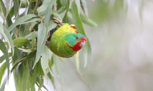 Swift parrot
