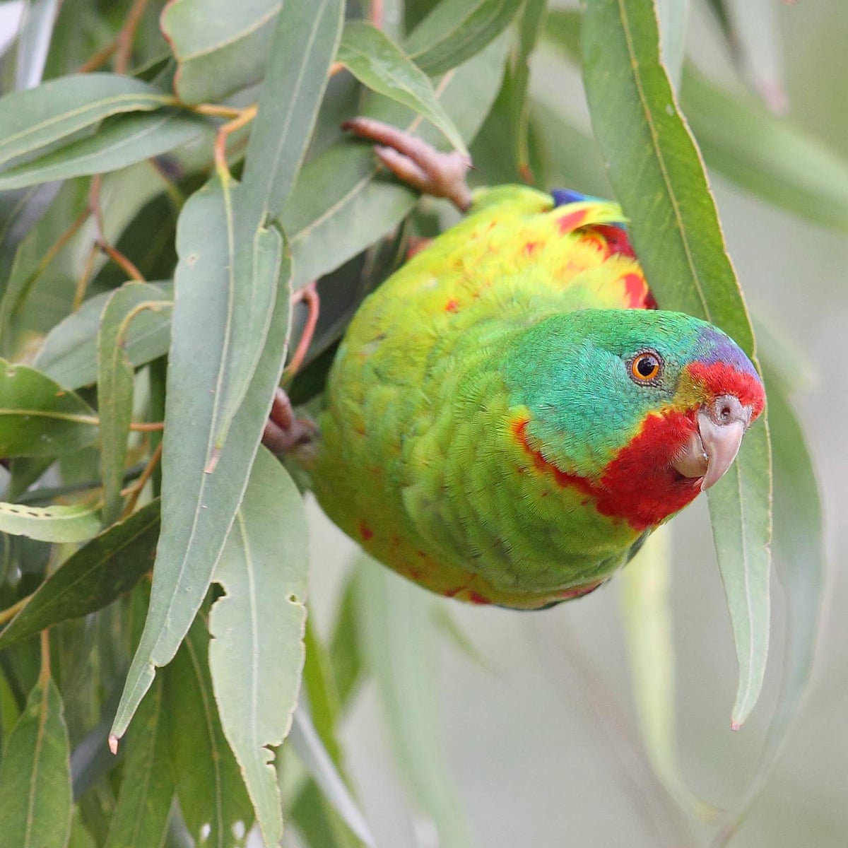 Swift parrot polyamory a new threat to critically endangered species'  survival | Endangered species | The Guardian