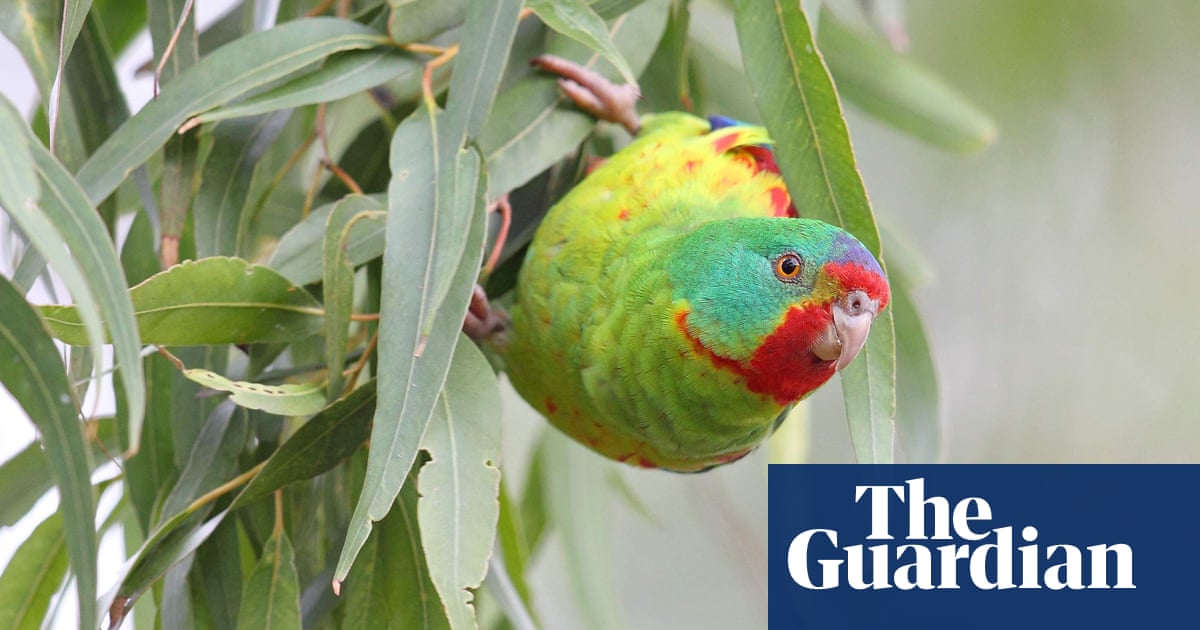 ‘It’s not rocket science’: how the world’s fastest parrot could be saved