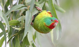 A swift parrot