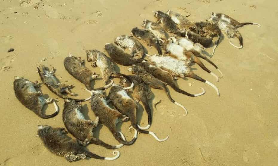 Wildlife rescuers found 127 dead and injured ringtail possums at Somers Beach in Victoria during a four-day heat spell