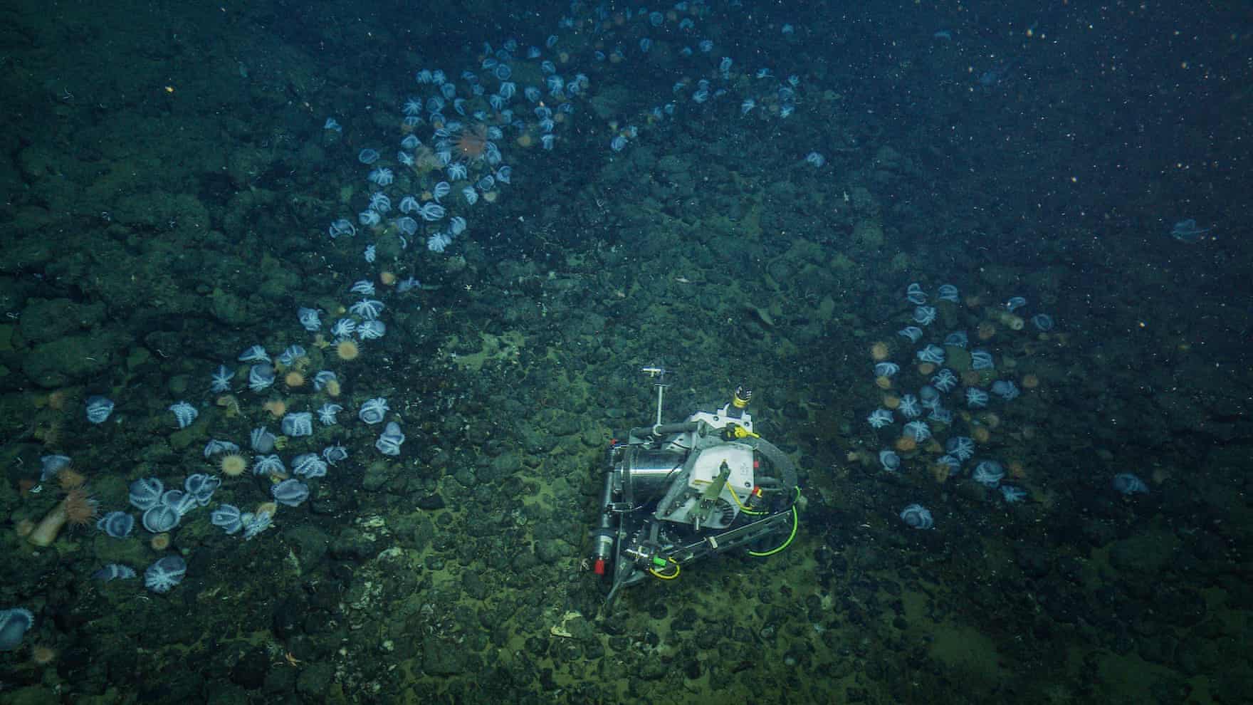 Discovered in the deep: an octopus’s garden in the shade (theguardian.com)