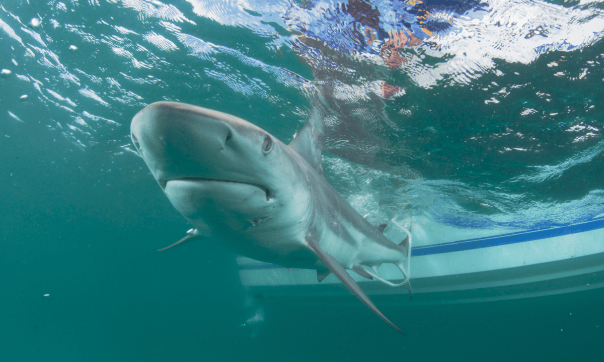 Blacktip Sharks In Sharp Decline Off Florida Coast And Trump S Not Helping Florida The Guardian Blacktip Sharks In Sharp Decline Off Florida Coast And Trump S Not Helping Florida The Guardian